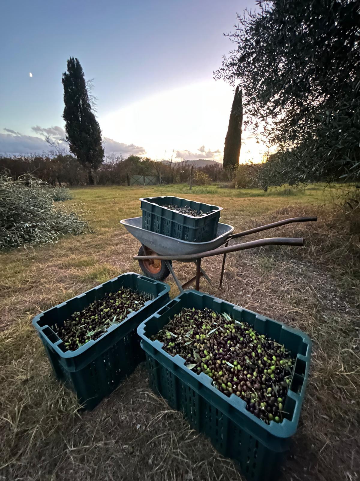 Cassette di olive appena raccolte