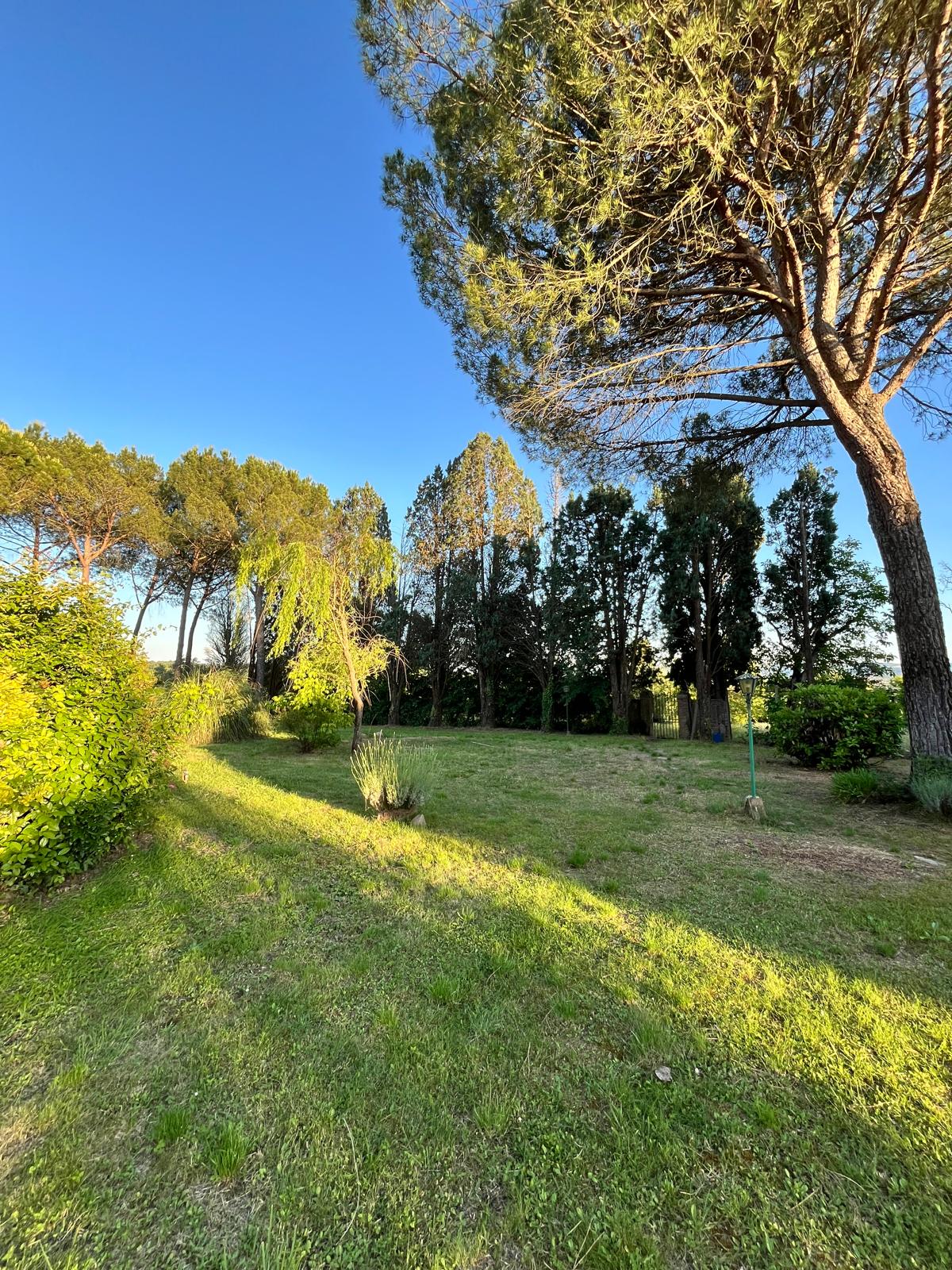 Il grande prato e gli alberi nel giardino